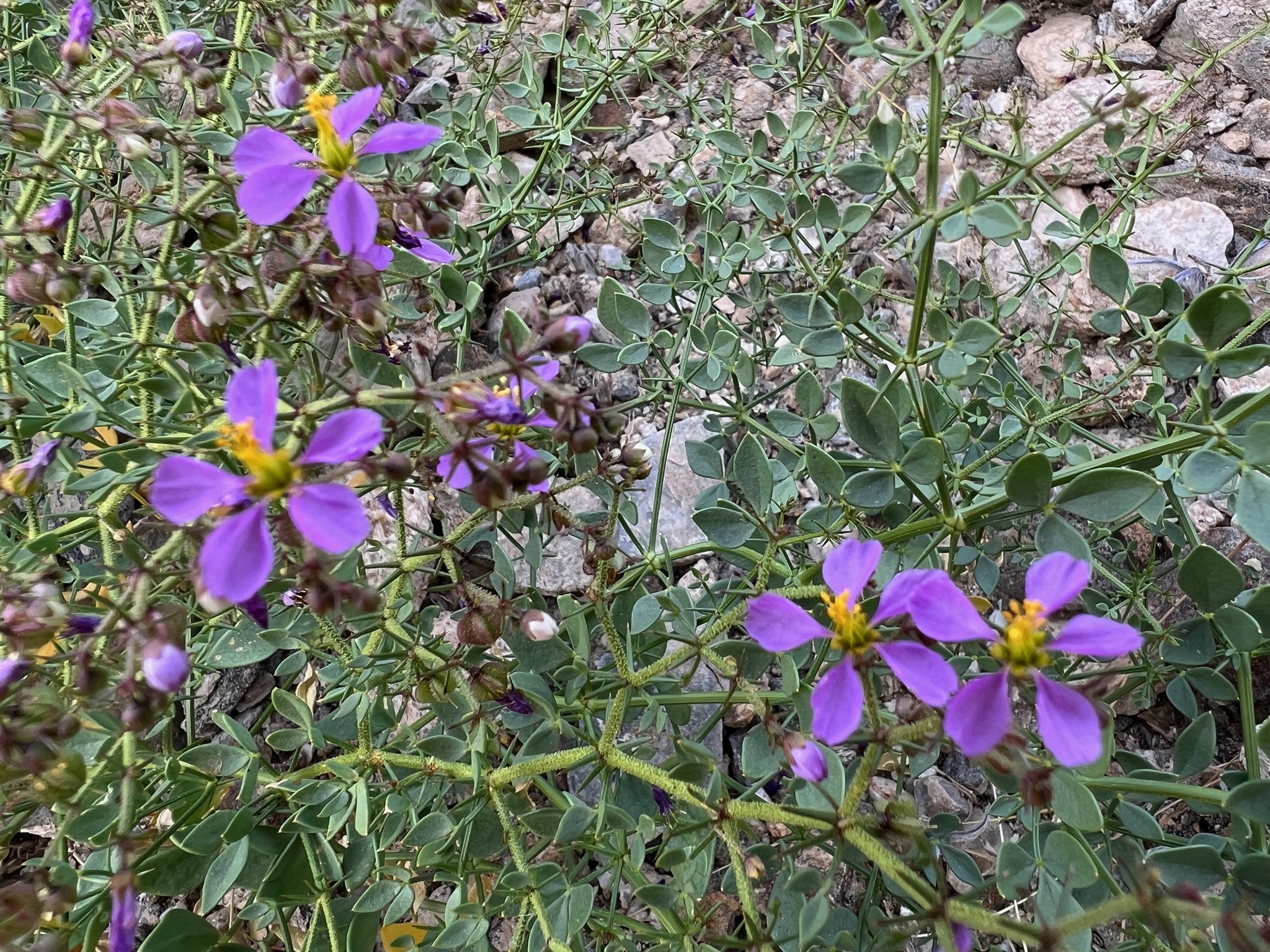 Fagonia pachyacantha