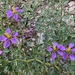 Fagonia pachyacantha - Photo (c) dpoznik, algunos derechos reservados (CC BY-NC)