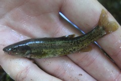 Rhinichthys cataractae