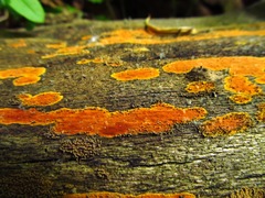 Hyphodiscus incrustatus