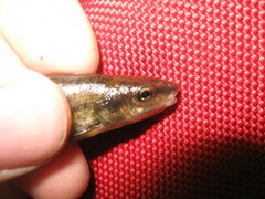 Rhinichthys cataractae