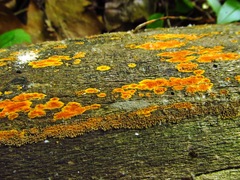 Hyphodiscus incrustatus