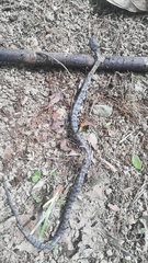 Serpentes
