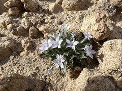 Langloisia setosissima setosissima