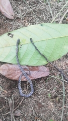 Serpentes