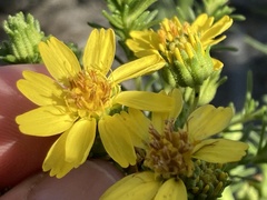 Deinandra greeneana peninsularis