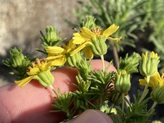 Deinandra greeneana peninsularis