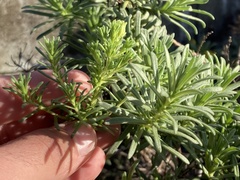 Deinandra greeneana peninsularis