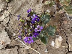 Phacelia crenulata ambigua