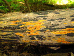 Hyphodiscus incrustatus