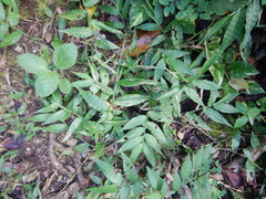 Ichnanthus pallens