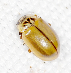 Aphidecta obliterata