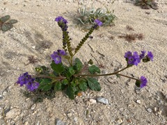 Phacelia crenulata ambigua