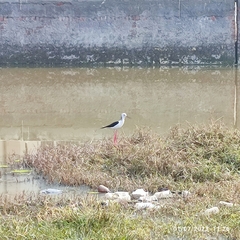 Himantopus himantopus