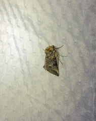 Abrostola canariensis