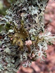 Tuckermanopsis chlorophylla