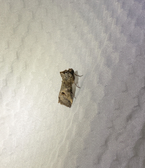 Abrostola canariensis