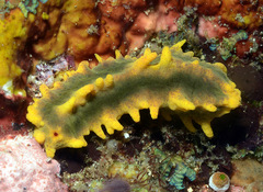 Colochirus robustus