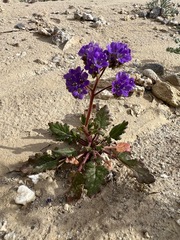 Phacelia crenulata ambigua