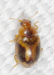 Rhyzobius chrysomeloides