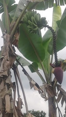 Musa