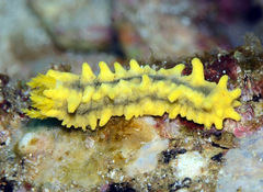 Colochirus robustus