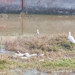 Himantopus himantopus