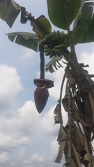 Musa