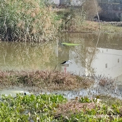 Himantopus himantopus