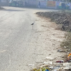 Himantopus himantopus