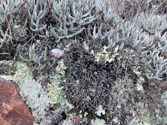 Dudleya attenuata attenuata