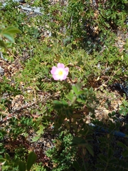 Rosa rubiginosa