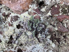 Dudleya attenuata attenuata