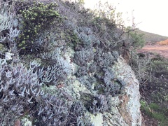 Dudleya attenuata attenuata