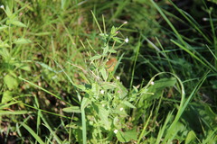 Epilobium adenocaulon