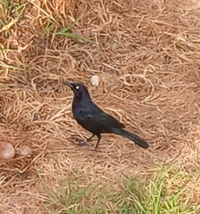 Quiscalus lugubris