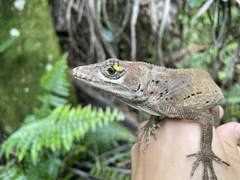 Anolis cuvieri