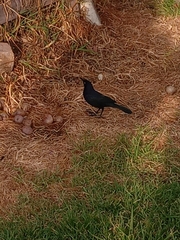 Quiscalus lugubris