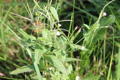 Epilobium adenocaulon