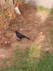 Quiscalus lugubris