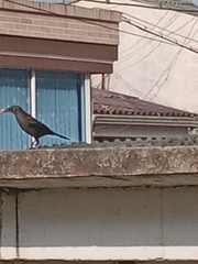 Quiscalus lugubris