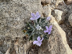 Langloisia setosissima setosissima