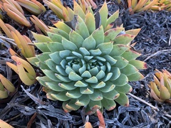 Dudleya brittonii