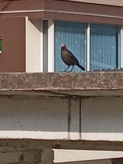 Quiscalus lugubris