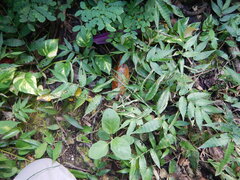 Ichnanthus pallens