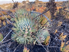 Dudleya brittonii