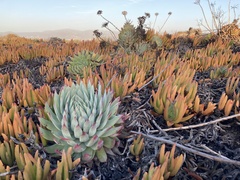 Dudleya brittonii