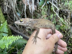 Anolis cuvieri