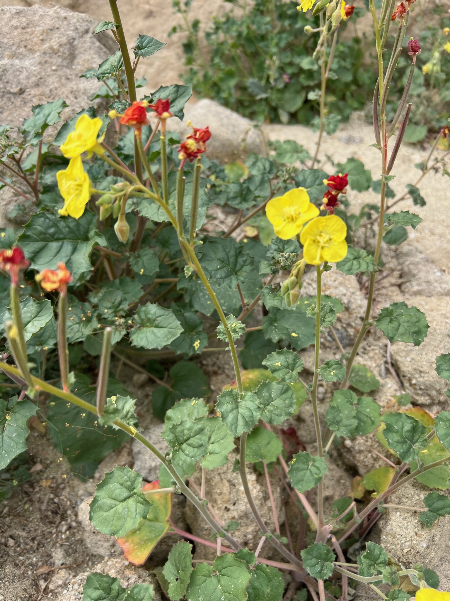 Chylismia cardiophylla