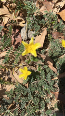 Tribulus cistoides